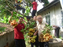 Panen Raya Rambutan di Balai Desa Nglegi